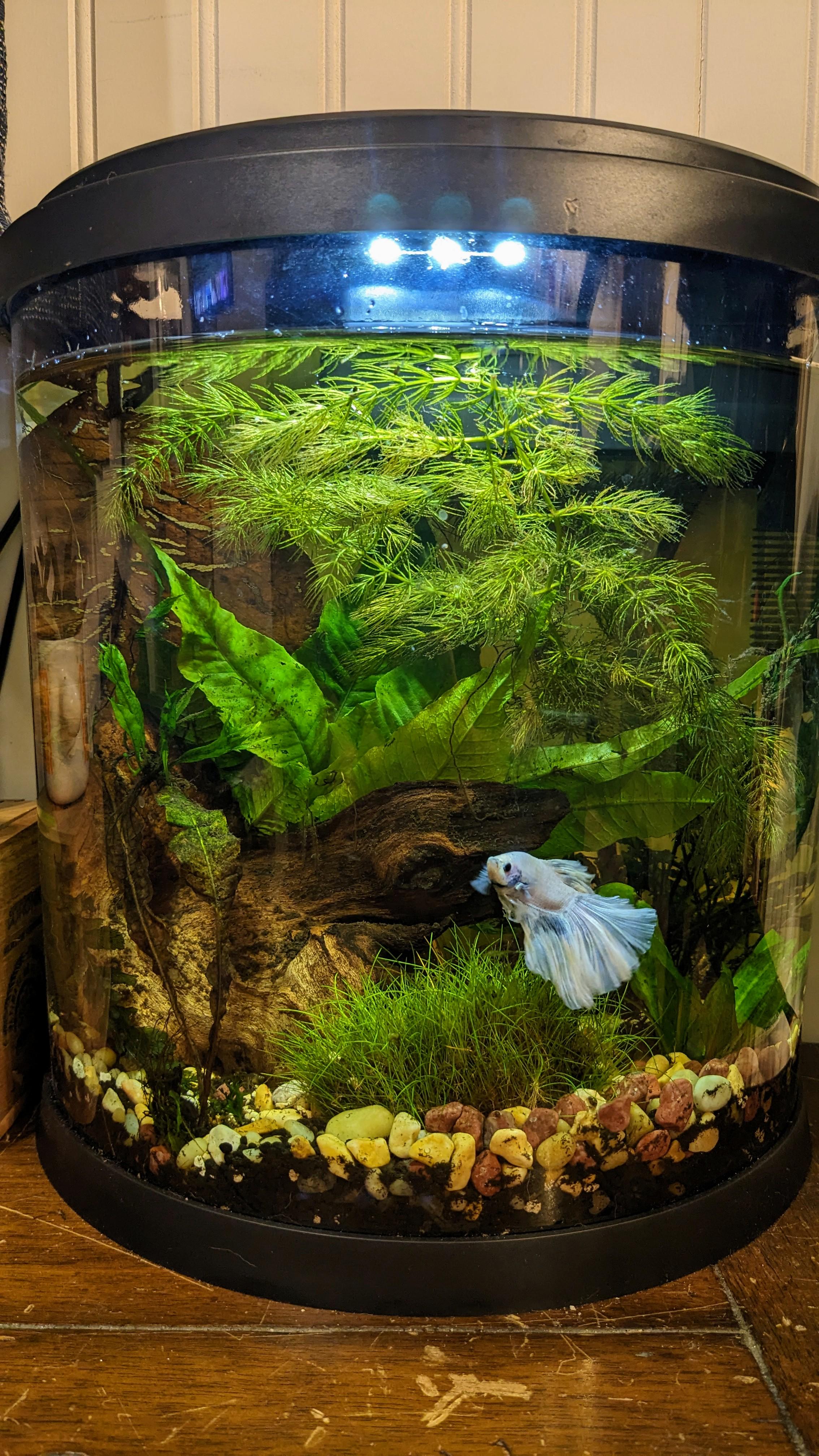 Smart Ways to Enhance Your Aquarium with 7 Colorful Freshwater Fish in 2025