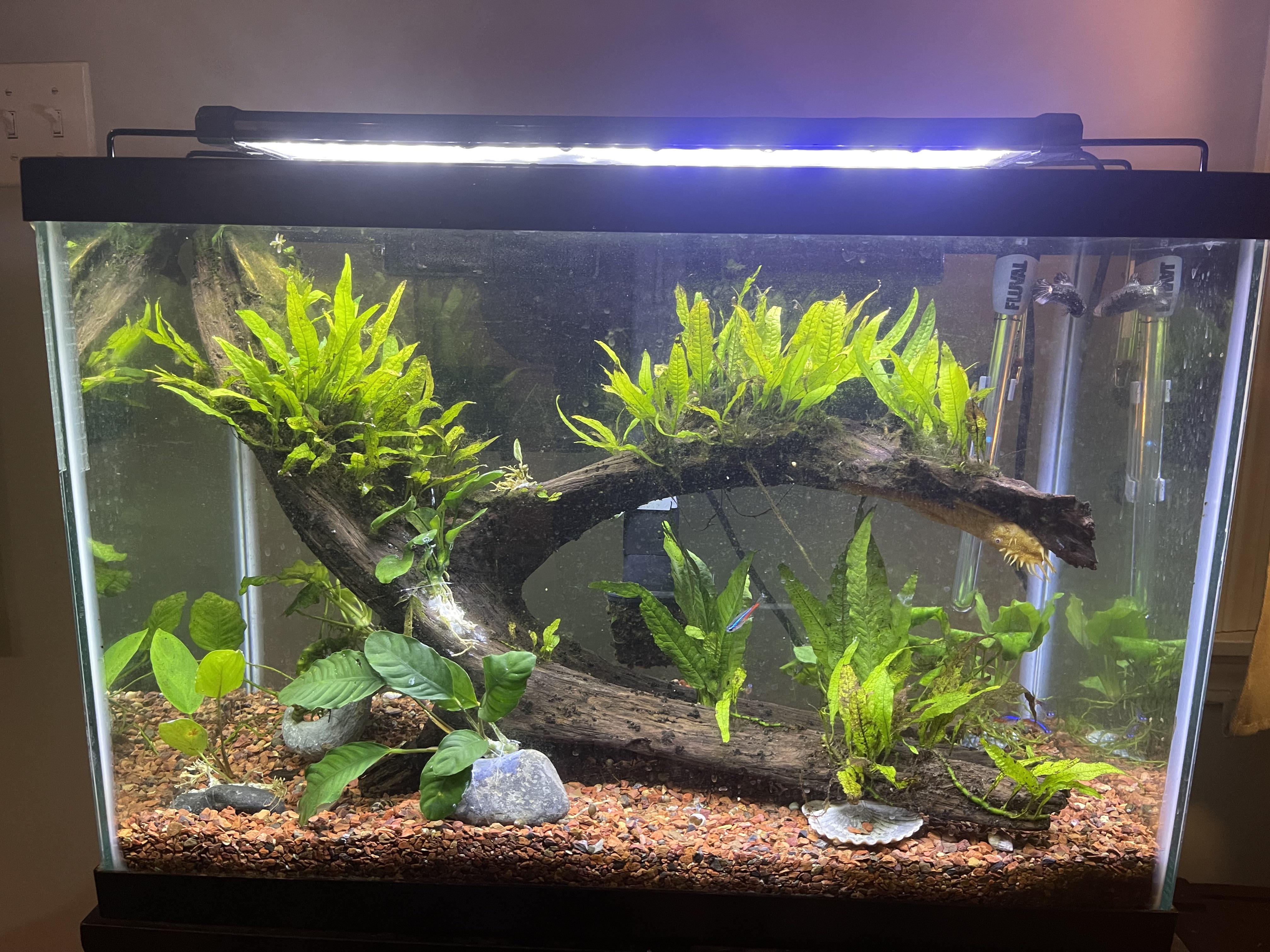Diverse Variations of Koi Fish Colors