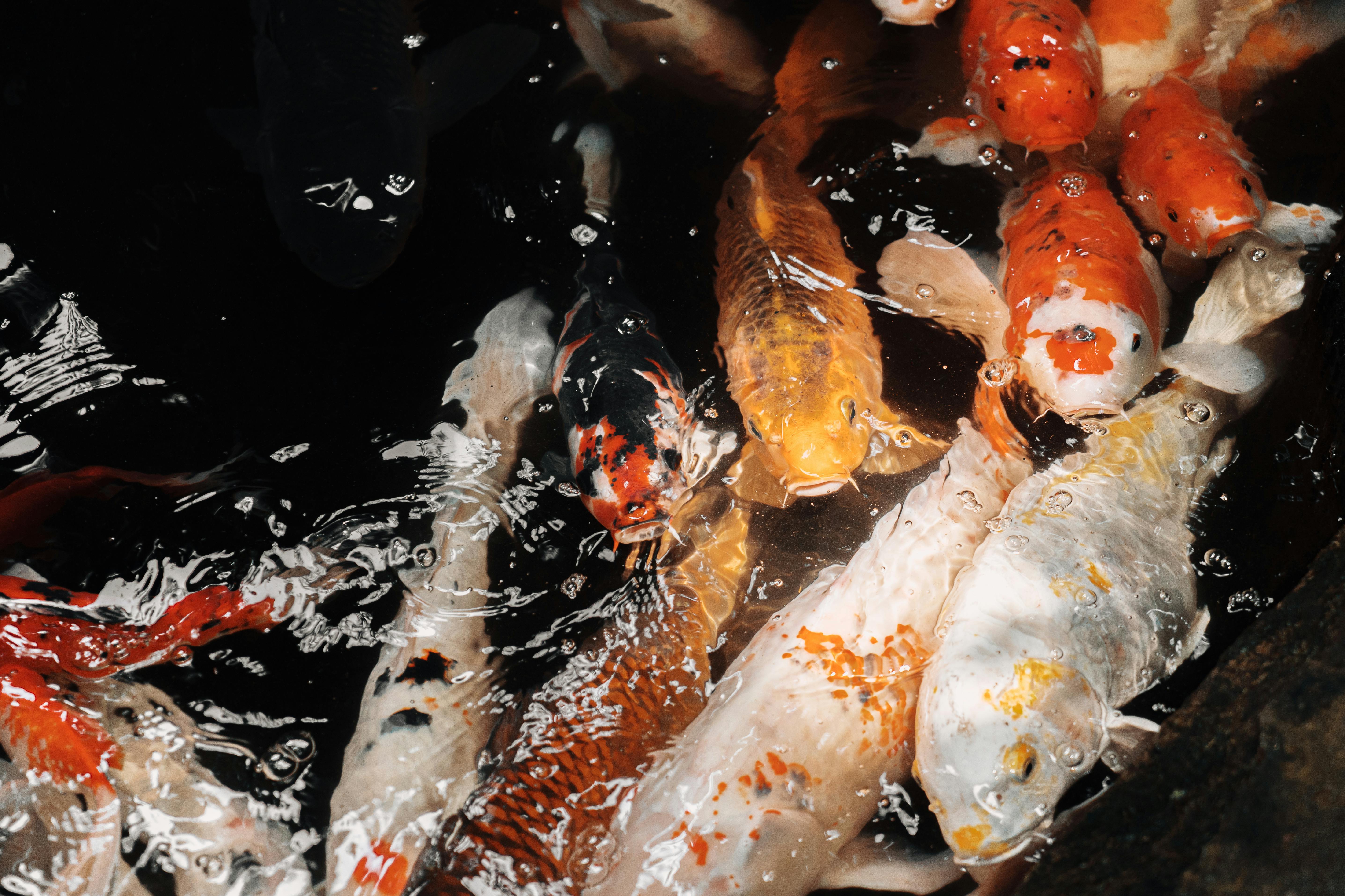 Effective Methods for Analyzing Georgia Aquarium Feedback in 2025: Improve Your Experience!