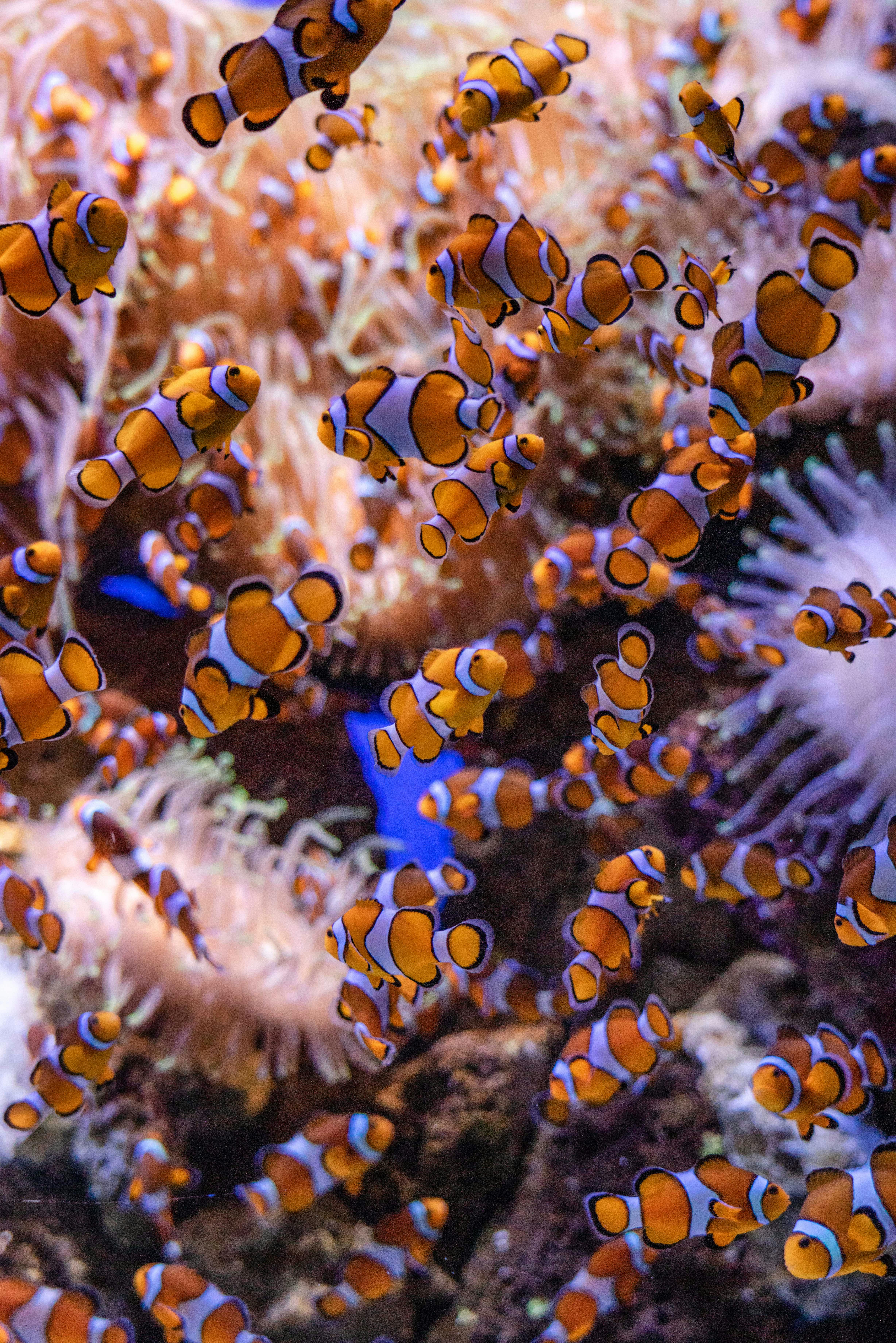Effective Ways to Explore Fish Market Del Mar in 2025: Discover Fresh Seafood Choices