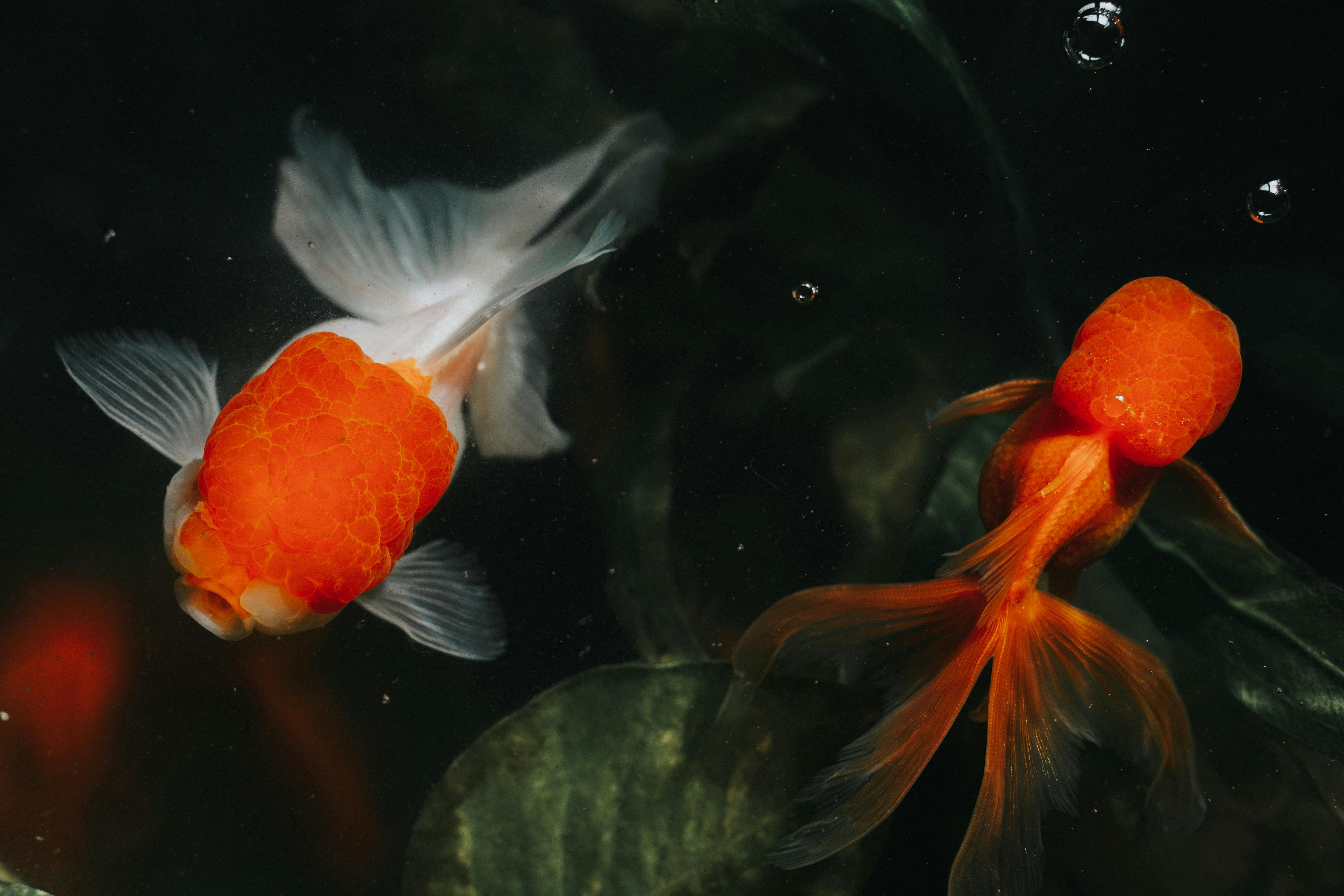 Denver Aquarium Exhibits