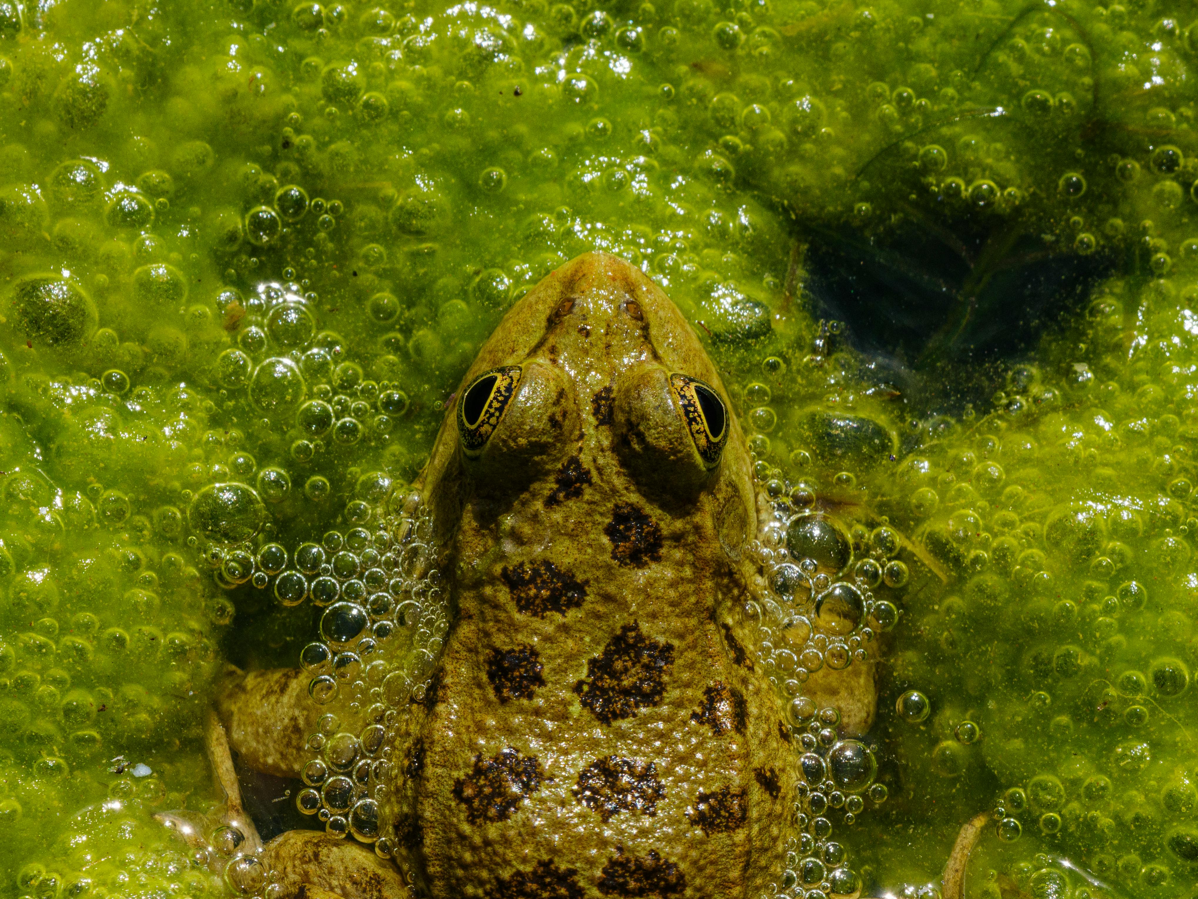 Marine Ecosystems
