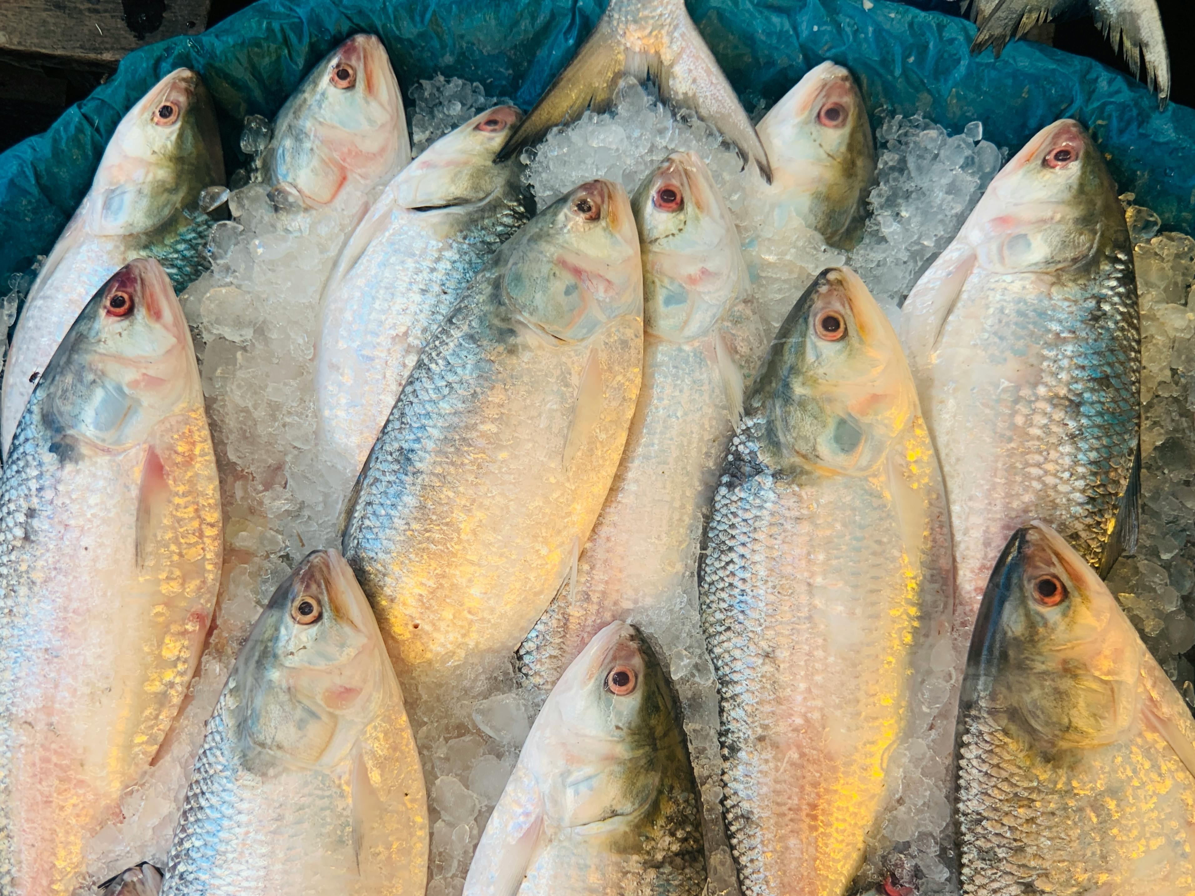 Effective Ways to Care for Blue Reef Fish in 2025: Proven Tips