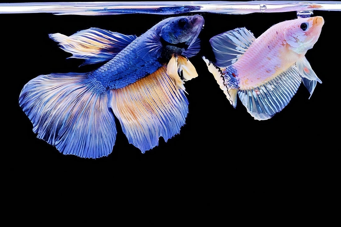 Female Betta Fish Swimming