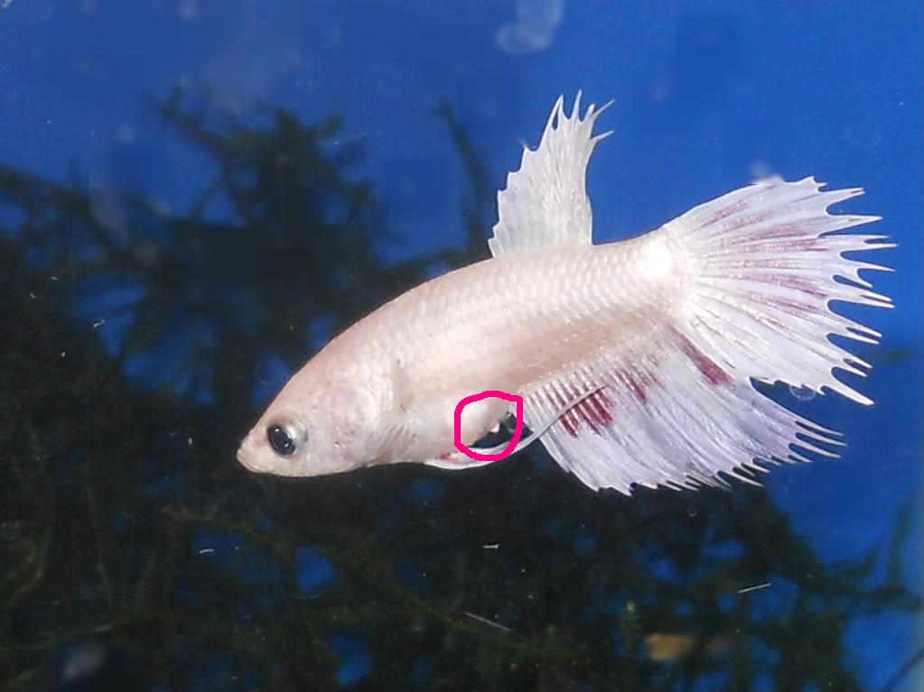 Colorful Female Betta Fish