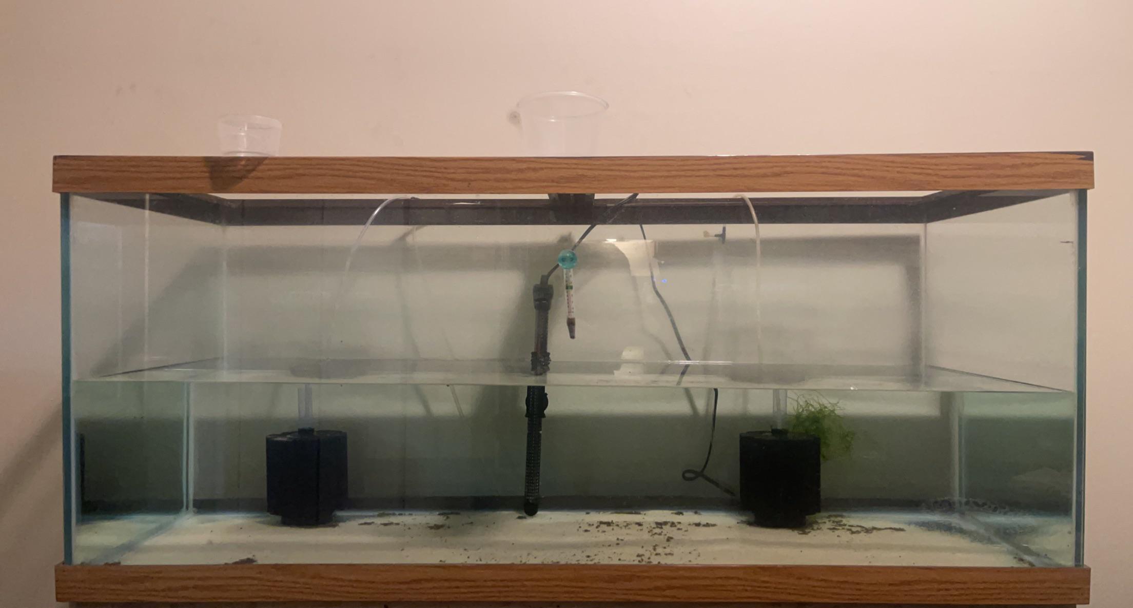 75 Gallon Aquarium Setup