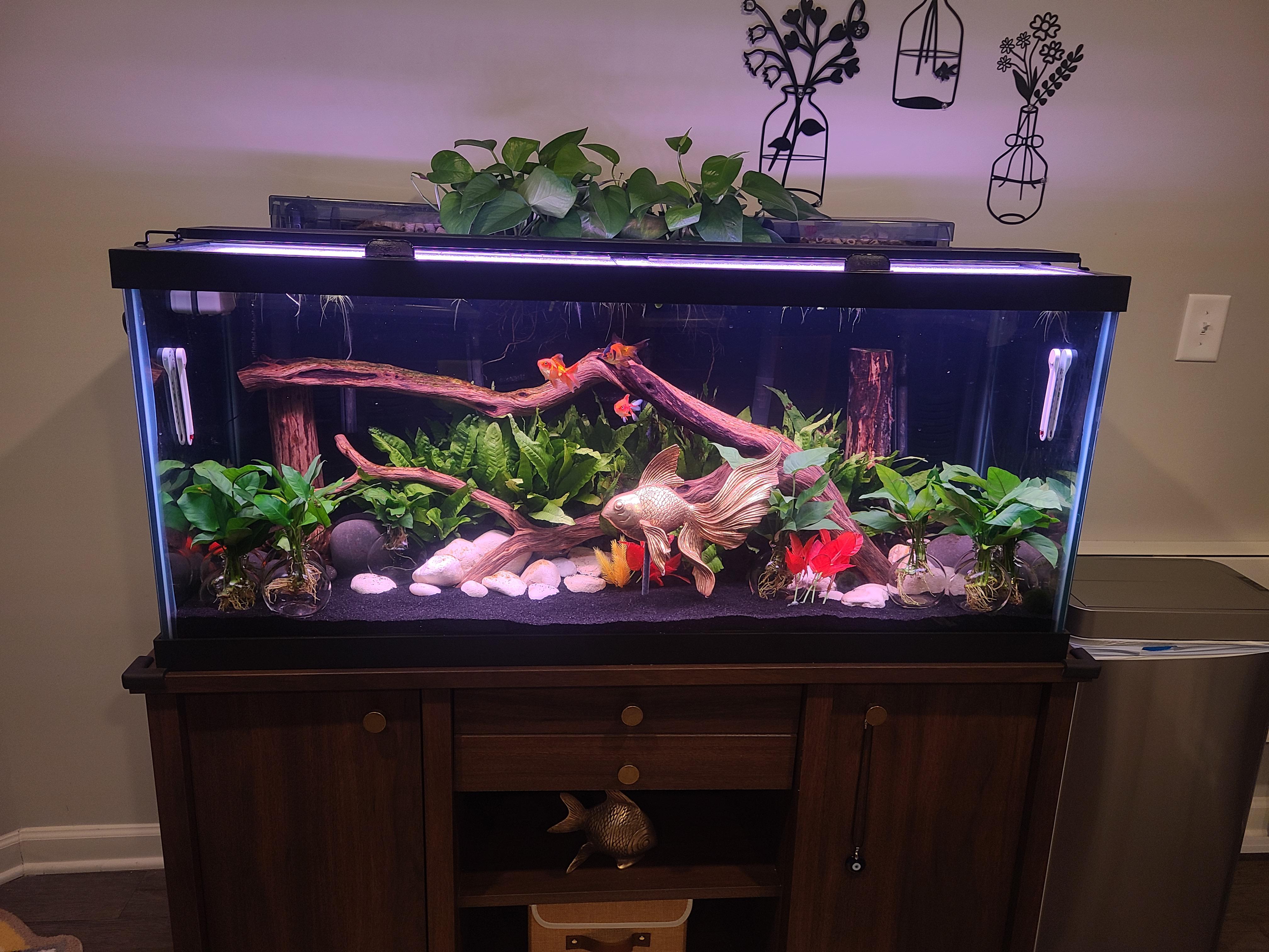 Maintaining a 75 Gallon Aquarium