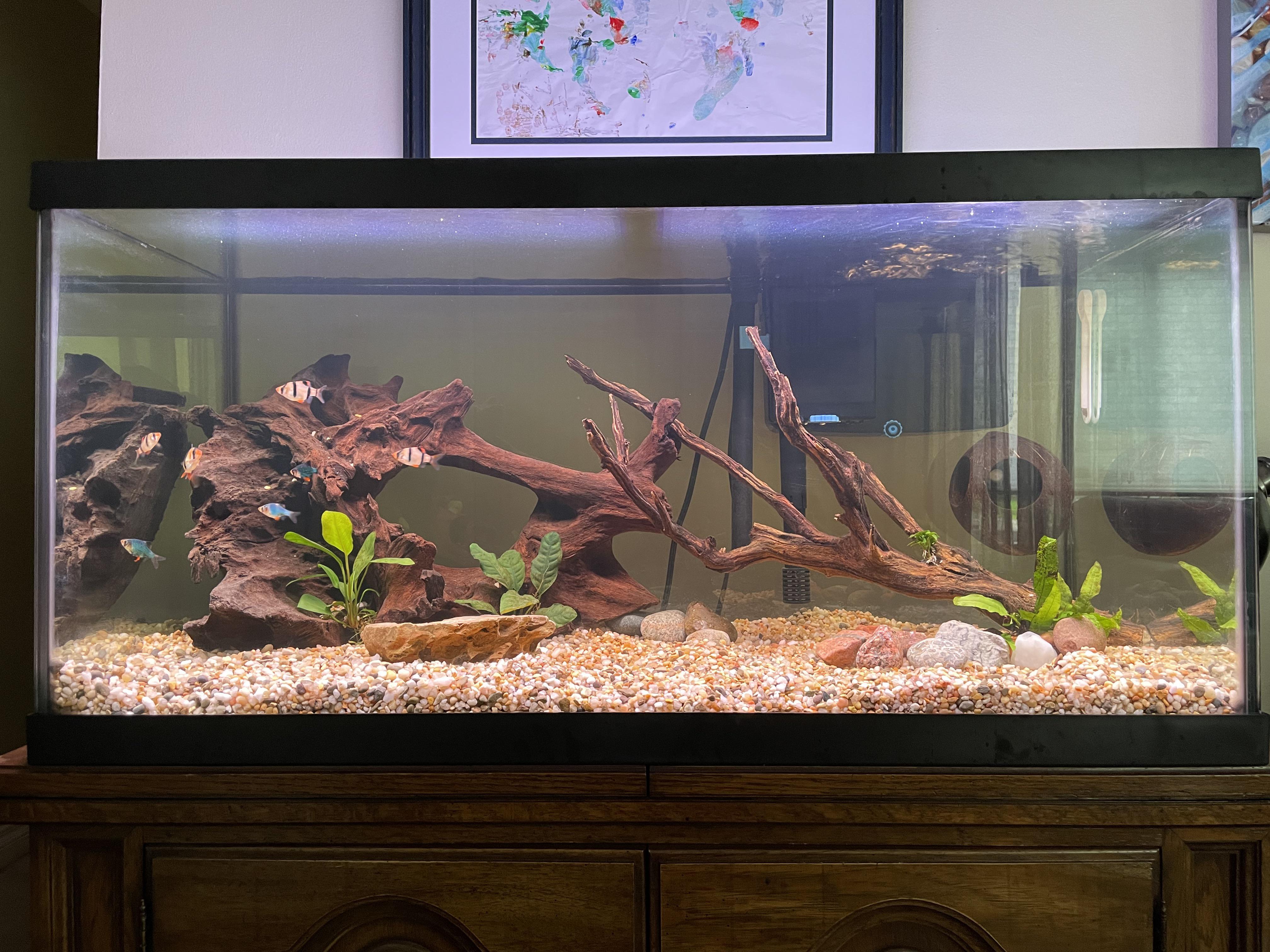 A beautifully set up 50-gallon tank