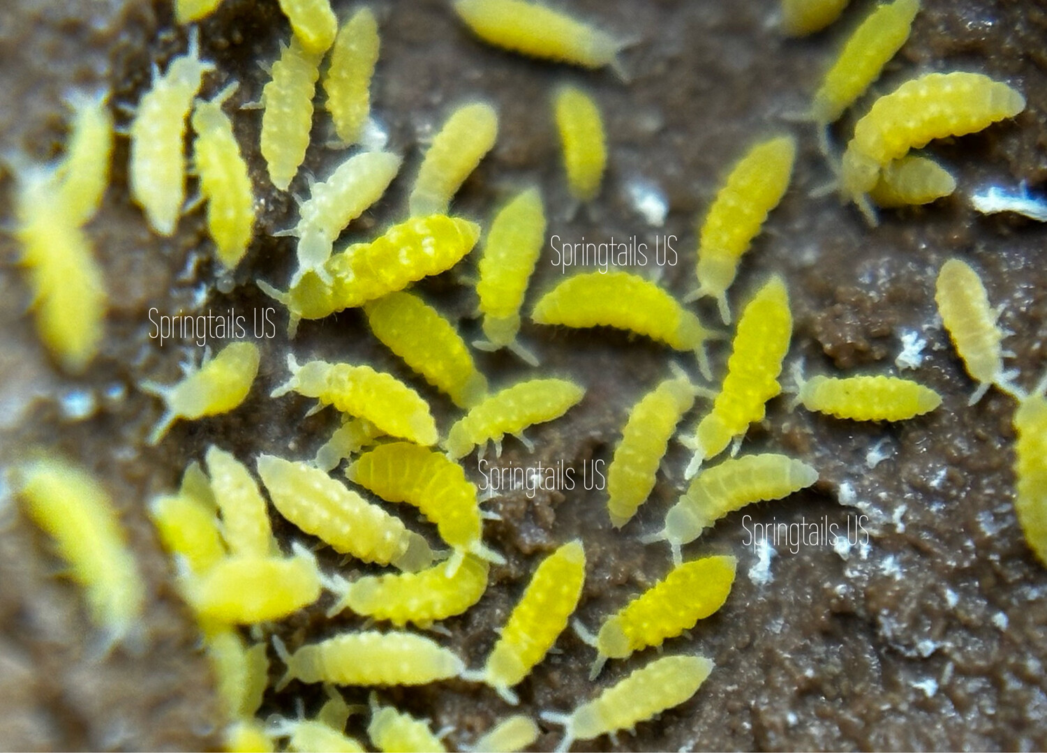 Petsonix Springtails for Sale