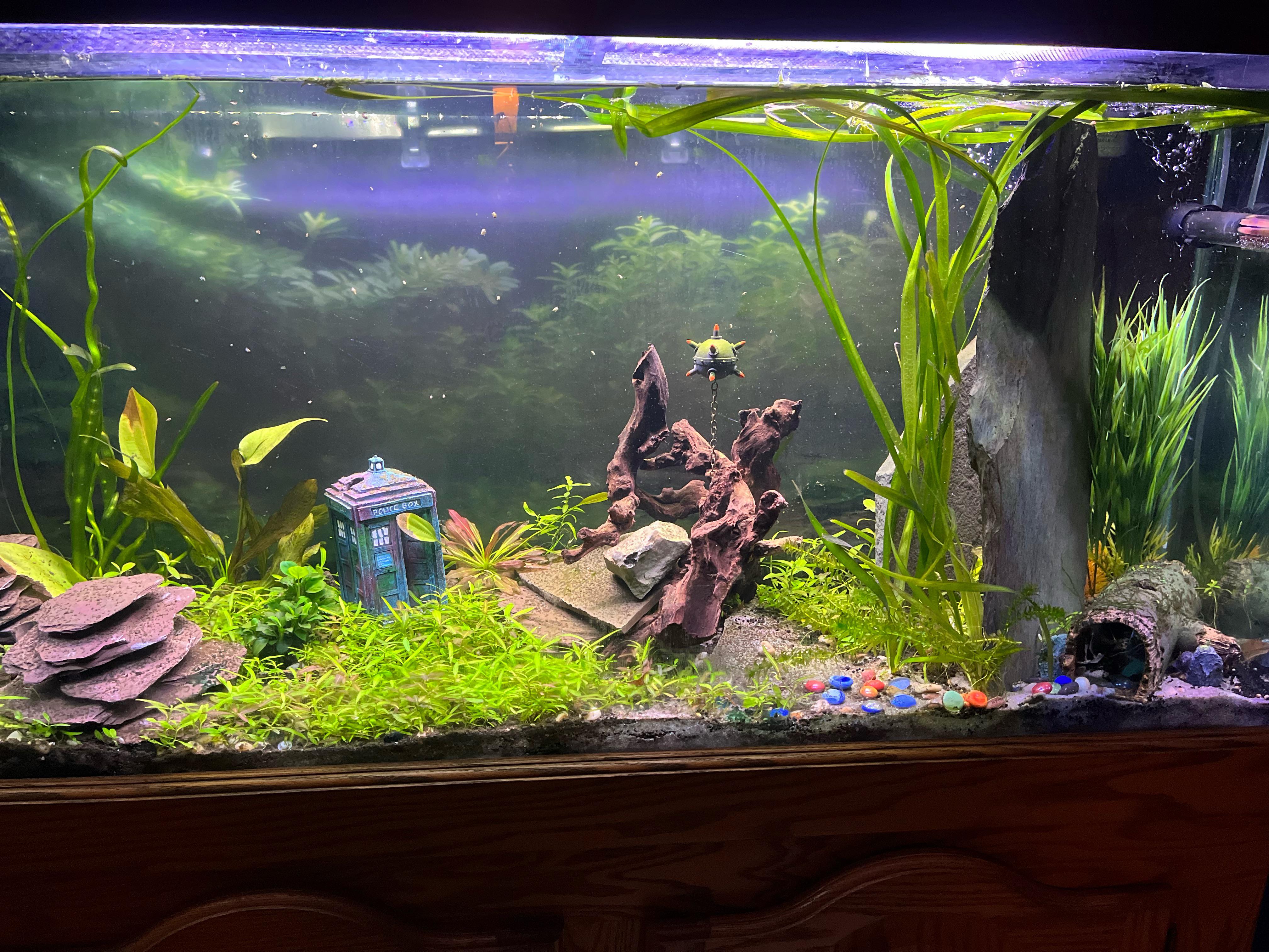 A well-maintained 55 gallon aquarium