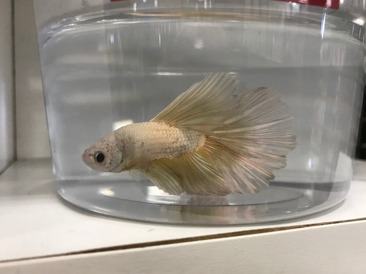 Petco Betta Fish