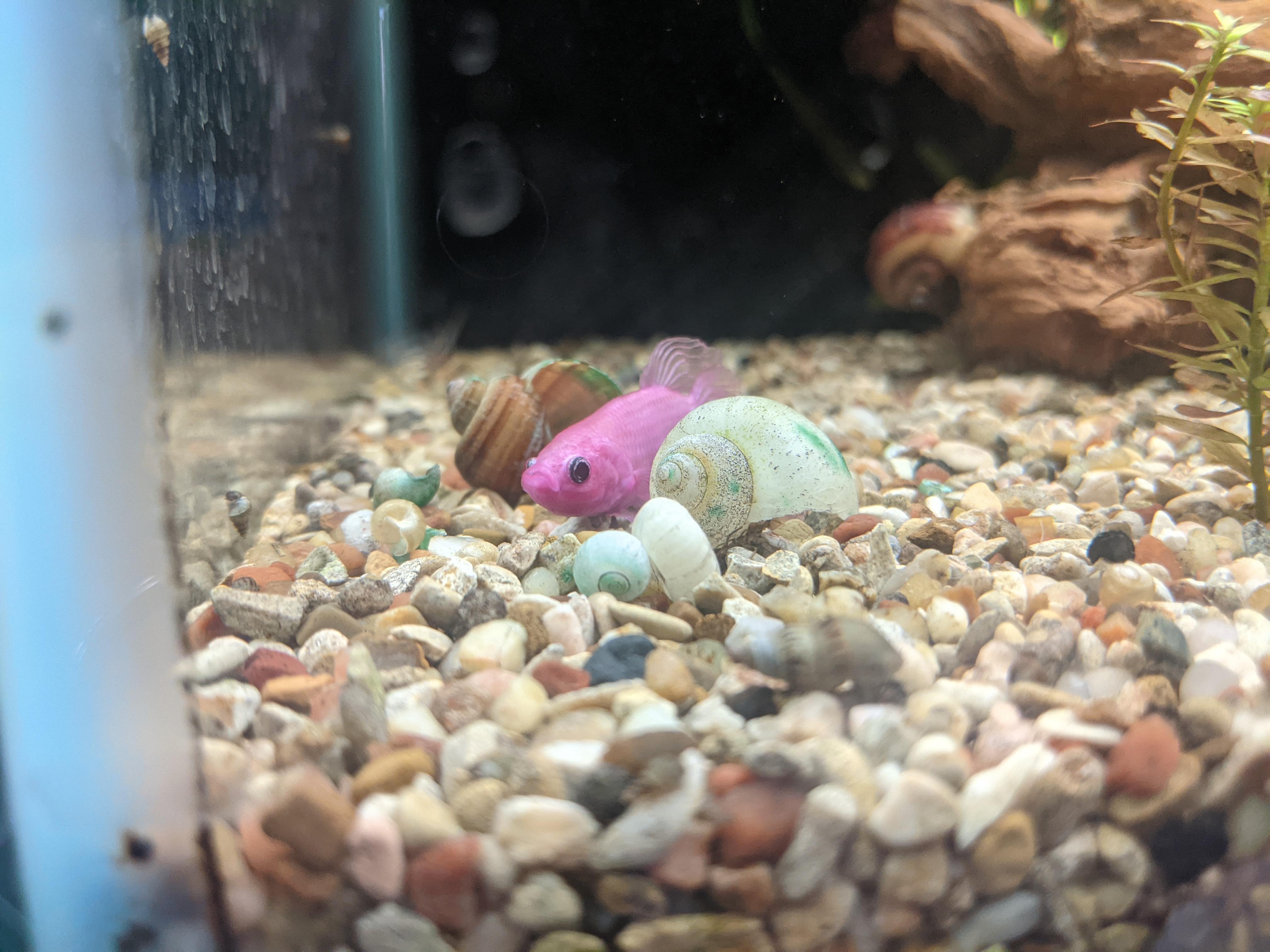 Pink Betta Fish