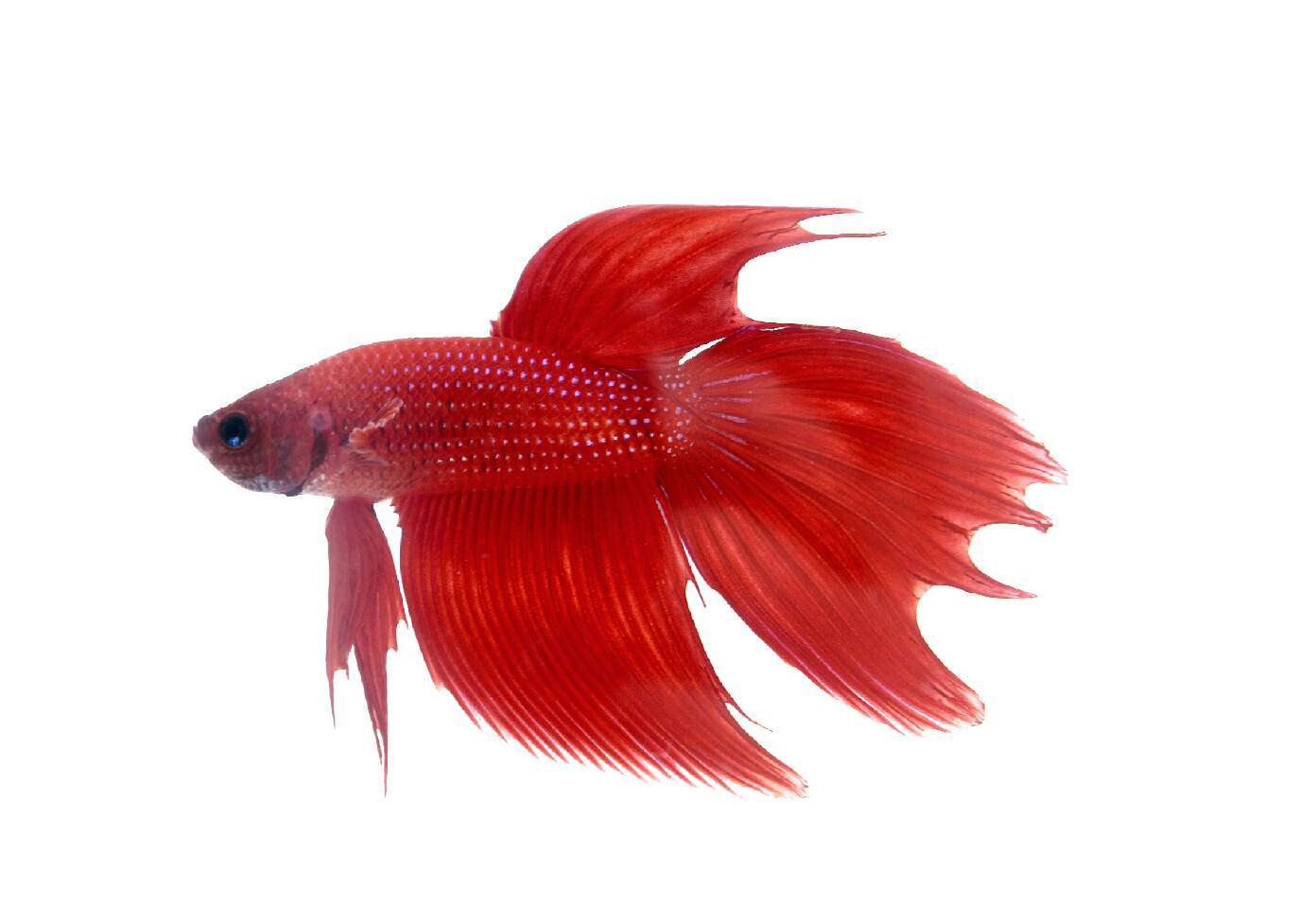 Beautiful Red Betta Fish