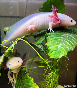 Axolotl Tank Setup