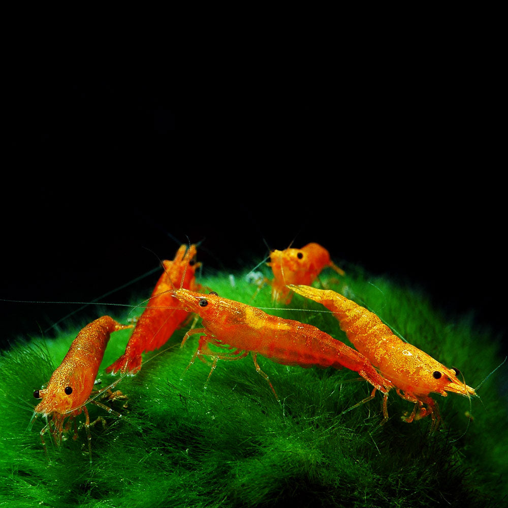 Neocaridina Shrimp for Sale