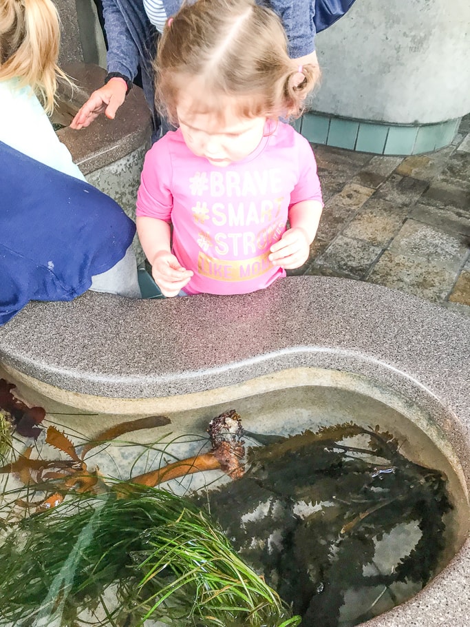 Visitors enjoying the Monterey Bay Aquarium