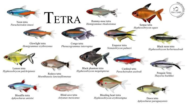 Popular Tetra Species