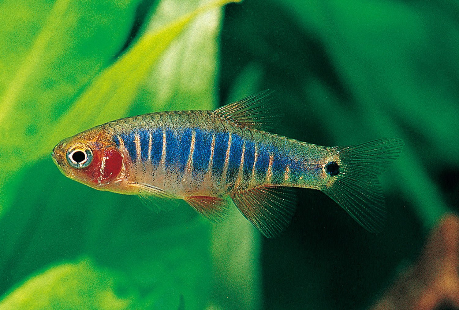 Emerald Dwarf Rasbora in Aquarium