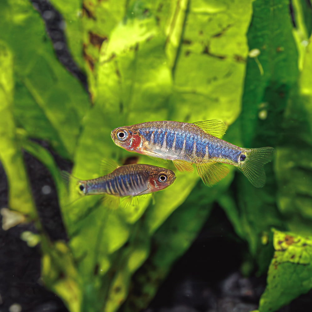 School of Emerald Dwarf Rasbora