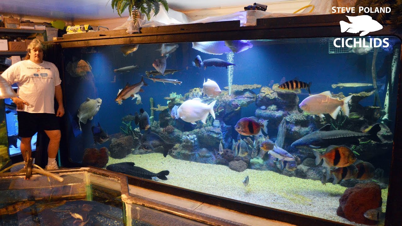 Large Fish Tank Setup