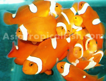 Clownfish for sale