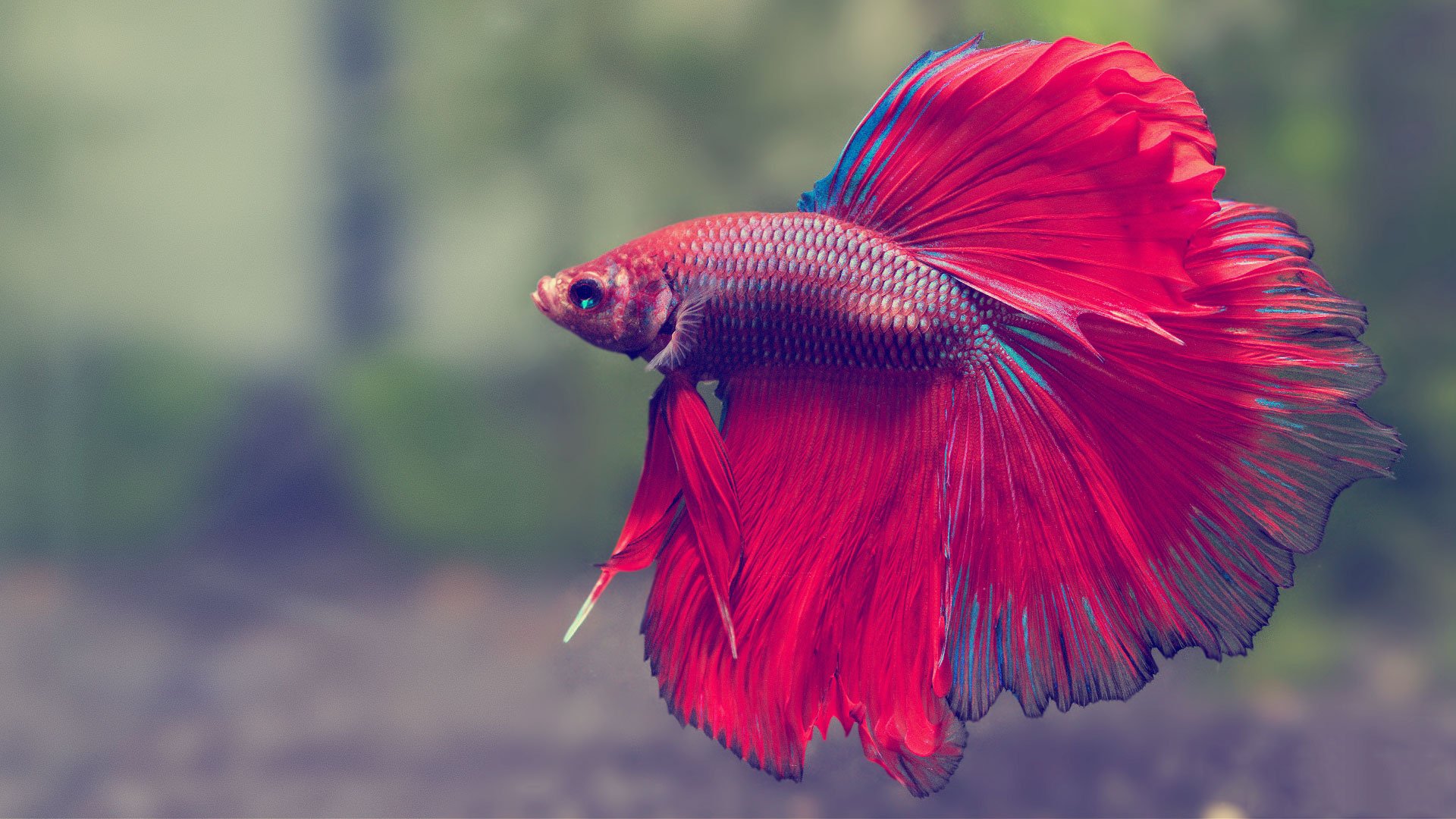 Colorful Betta Fish