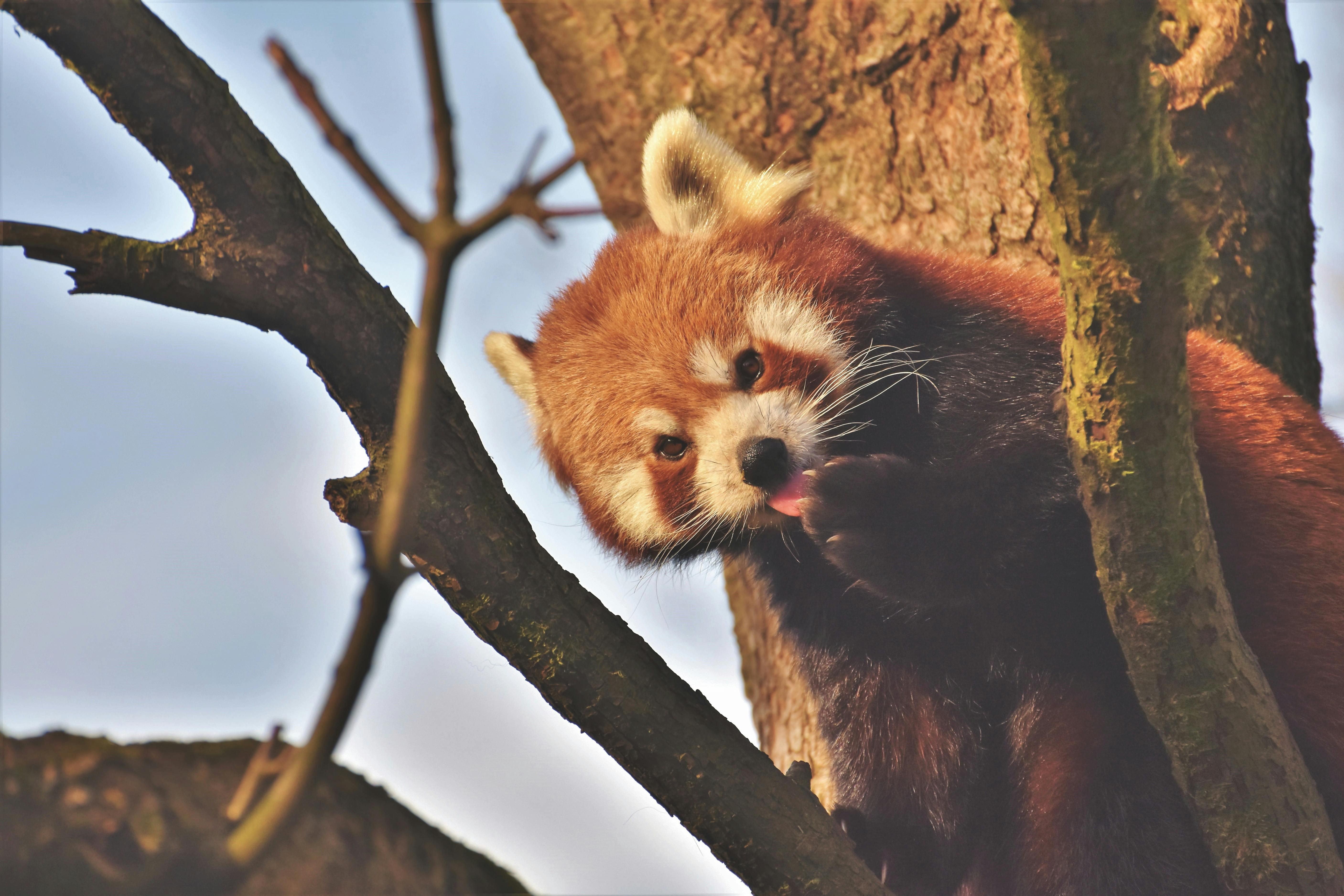 Albino Red Panda in Habitat