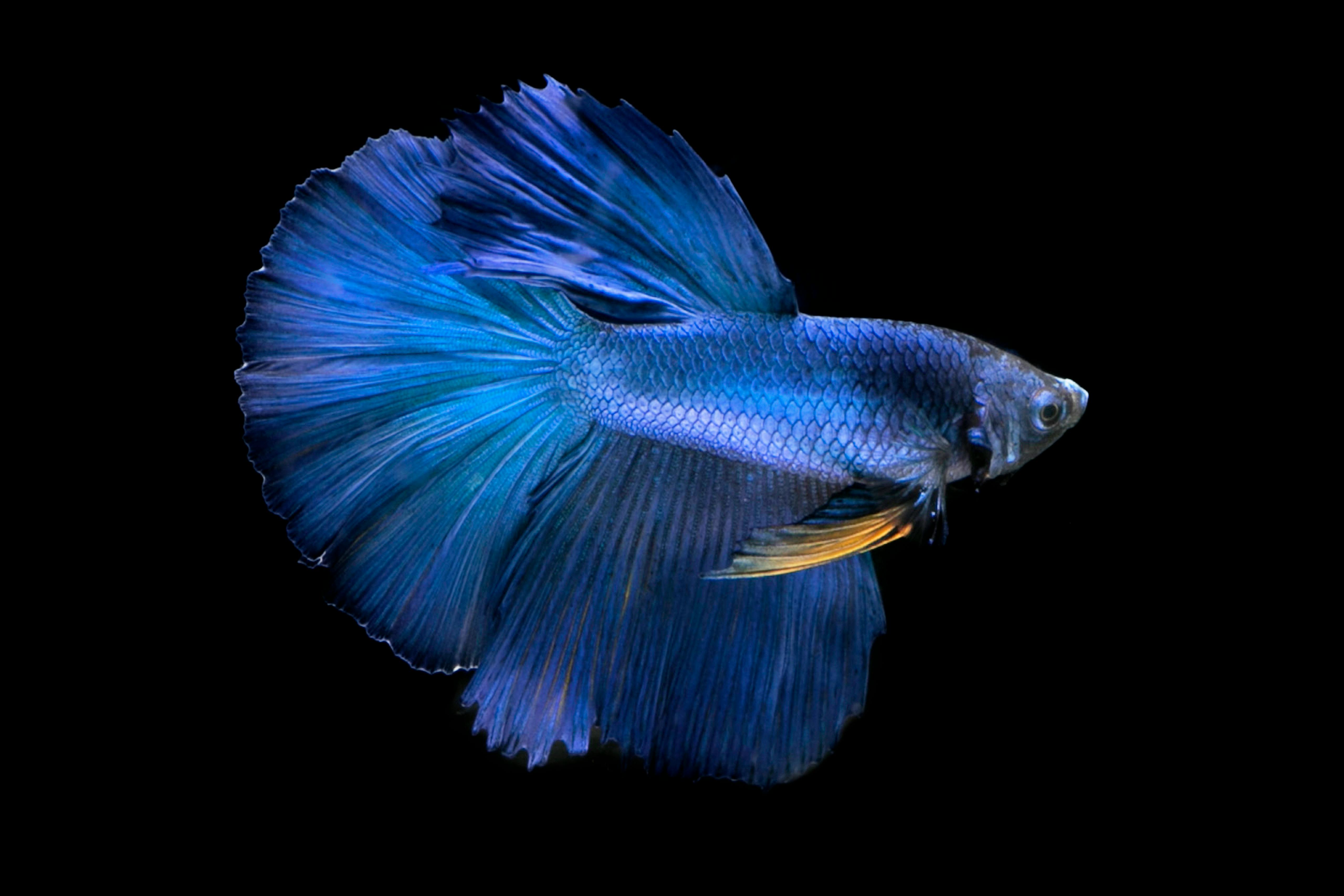 Vibrant Fish in Freshwater Aquarium