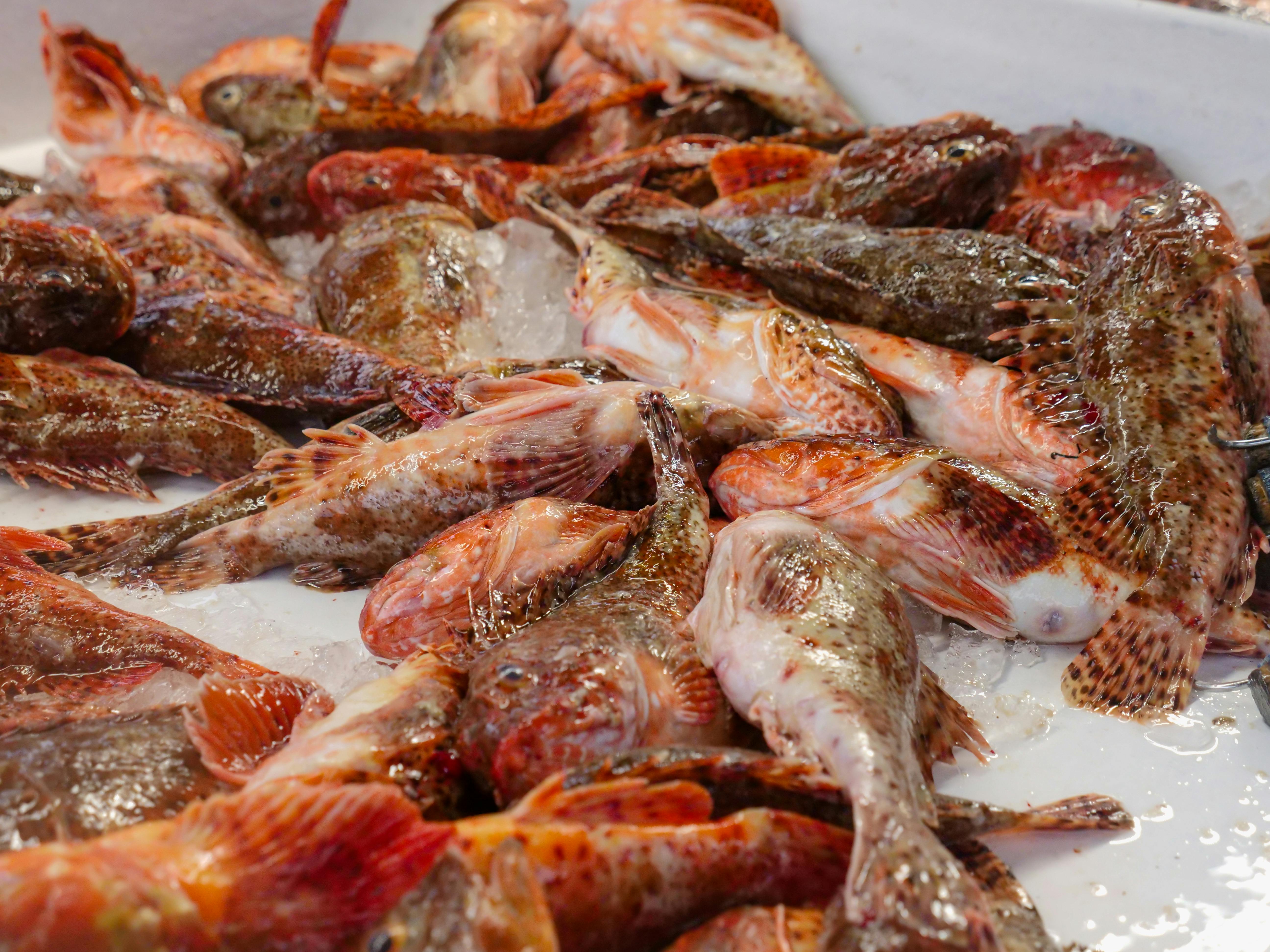 Variety of Betta Fish Food